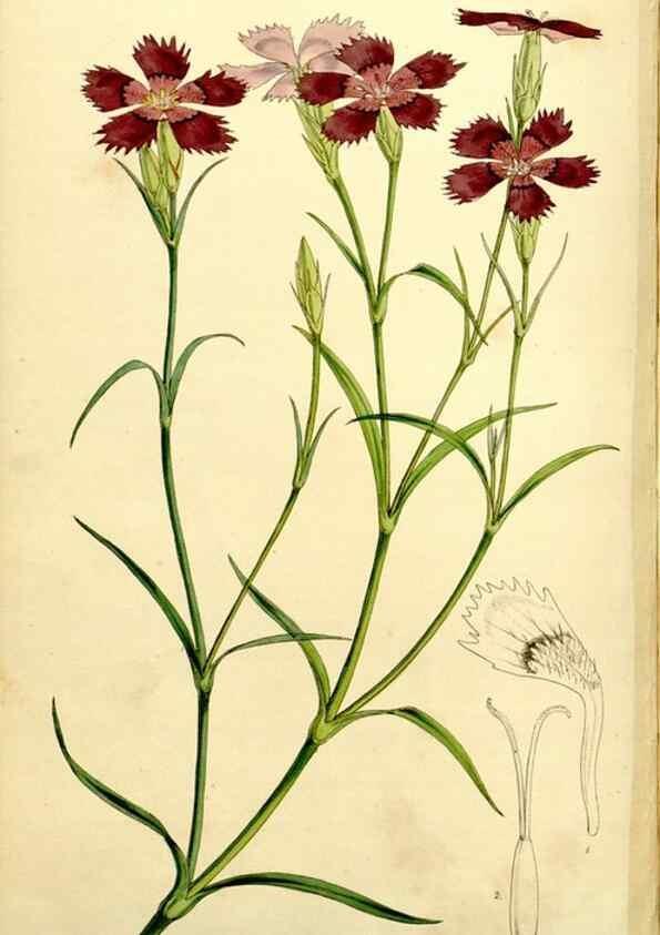 Reproducción/Reproduction 9441934455: Curtis's botanical magazine.. London ;New York [etc.] :Academic Press [etc.]