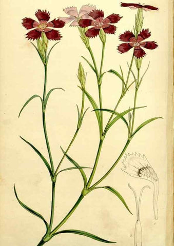 Reproducción/Reproduction 9441934455: Curtis's botanical magazine.. London ;New York [etc.] :Academic Press [etc.]
