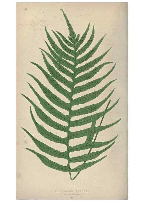 Reproducción/Reproduction 9463084495: Our native ferns, or, A history of the British species and their varieties /. London :Groombridge,1865-1867.