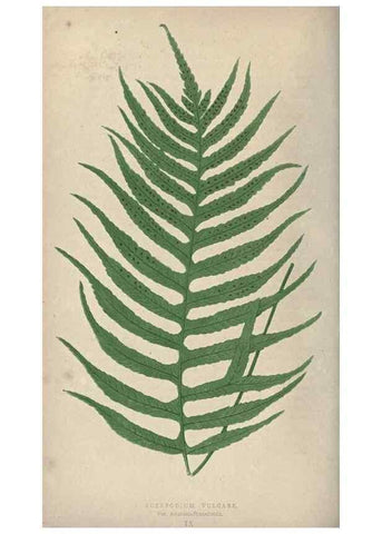 Reproducción/Reproduction 9463084495: Our native ferns, or, A history of the British species and their varieties /. London :Groombridge,1865-1867.