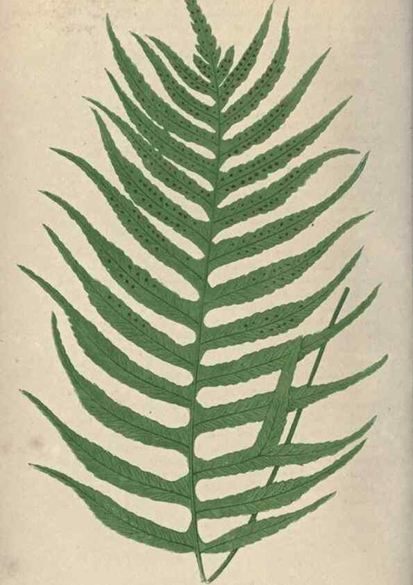 Reproducción/Reproduction 9463084495: Our native ferns, or, A history of the British species and their varieties /. London :Groombridge,1865-1867.
