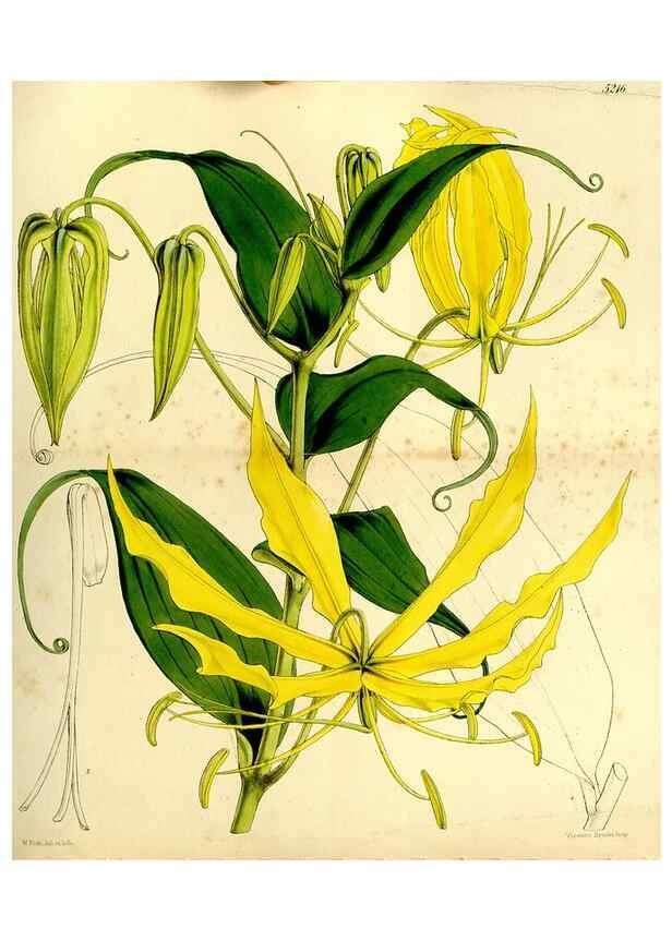 Reproducción/Reproduction 9441935687: Curtis's botanical magazine.. London ;New York [etc.] :Academic Press [etc.]