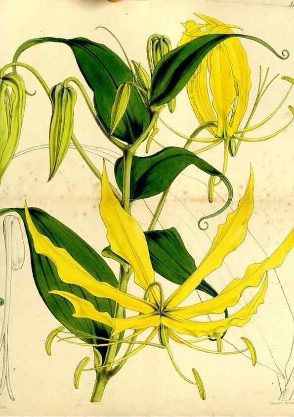 Reproducción/Reproduction 9441935687: Curtis's botanical magazine.. London ;New York [etc.] :Academic Press [etc.]