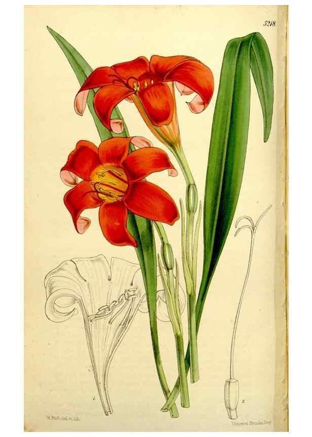 Reproducción/Reproduction 9444736228: Curtis's botanical magazine.. London ;New York [etc.] :Academic Press [etc.]