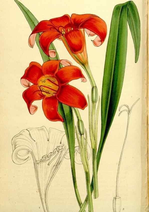 Reproducción/Reproduction 9444736228: Curtis's botanical magazine.. London ;New York [etc.] :Academic Press [etc.]