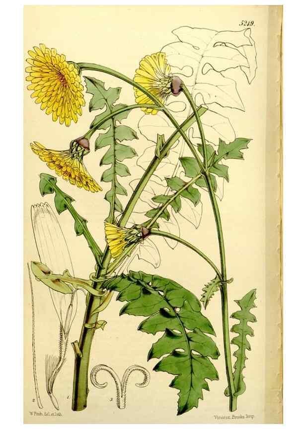 Reproducción/Reproduction 9444738392: Curtis's botanical magazine.. London ;New York [etc.] :Academic Press [etc.]