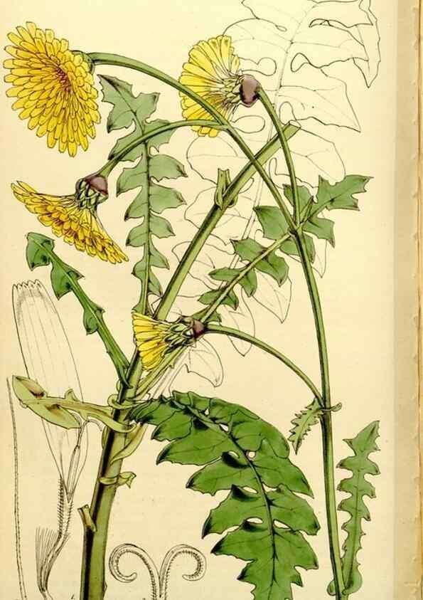 Reproducción/Reproduction 9444738392: Curtis's botanical magazine.. London ;New York [etc.] :Academic Press [etc.]