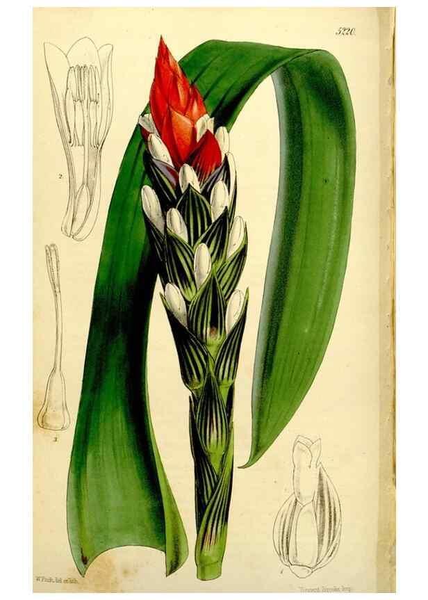 Reproducción/Reproduction 9444740650: Curtis's botanical magazine.. London ;New York [etc.] :Academic Press [etc.]