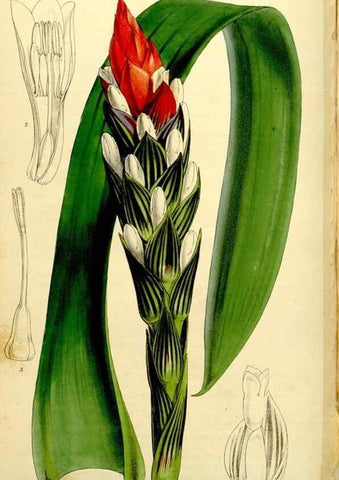 Reproducción/Reproduction 9444740650: Curtis's botanical magazine.. London ;New York [etc.] :Academic Press [etc.]