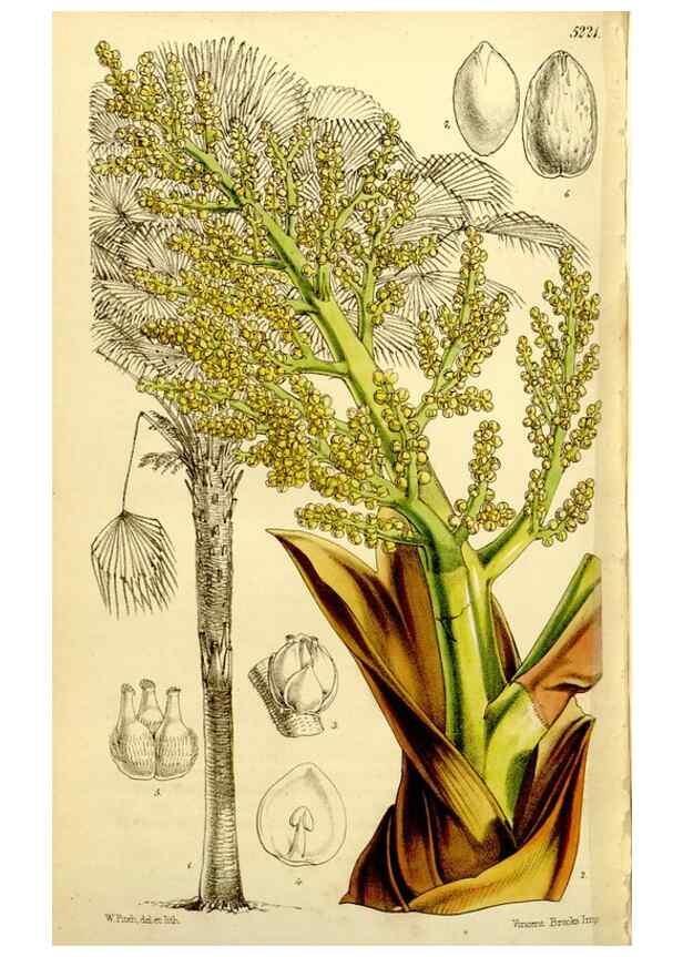 Reproducción/Reproduction 9441954883: Curtis's botanical magazine.. London ;New York [etc.] :Academic Press [etc.]