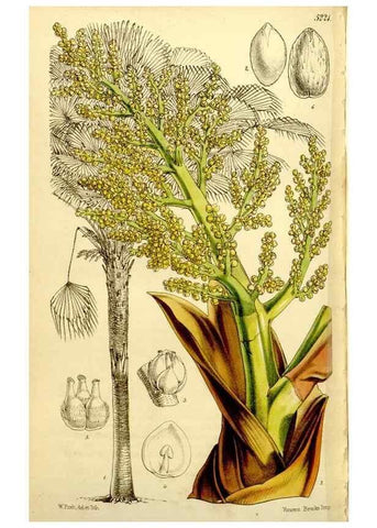 Reproducción/Reproduction 9441954883: Curtis's botanical magazine.. London ;New York [etc.] :Academic Press [etc.]