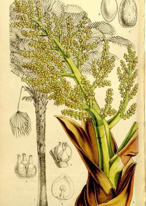 Reproducción/Reproduction 9441954883: Curtis's botanical magazine.. London ;New York [etc.] :Academic Press [etc.]