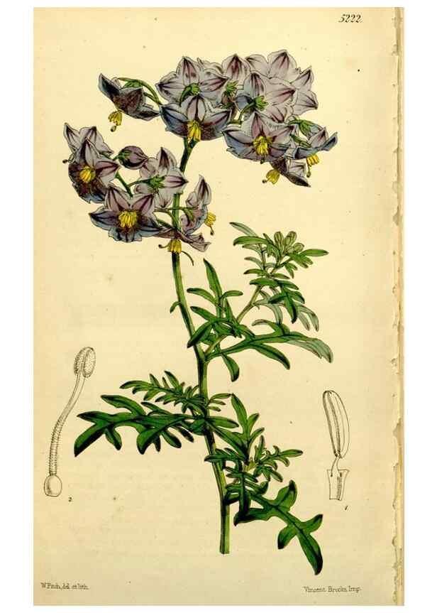 Reproducción/Reproduction 9441957071: Curtis's botanical magazine.. London ;New York [etc.] :Academic Press [etc.]
