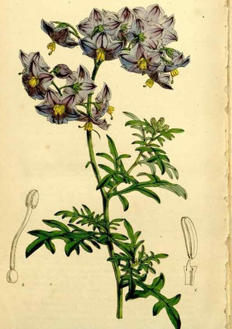 Reproducción/Reproduction 9441957071: Curtis's botanical magazine.. London ;New York [etc.] :Academic Press [etc.]