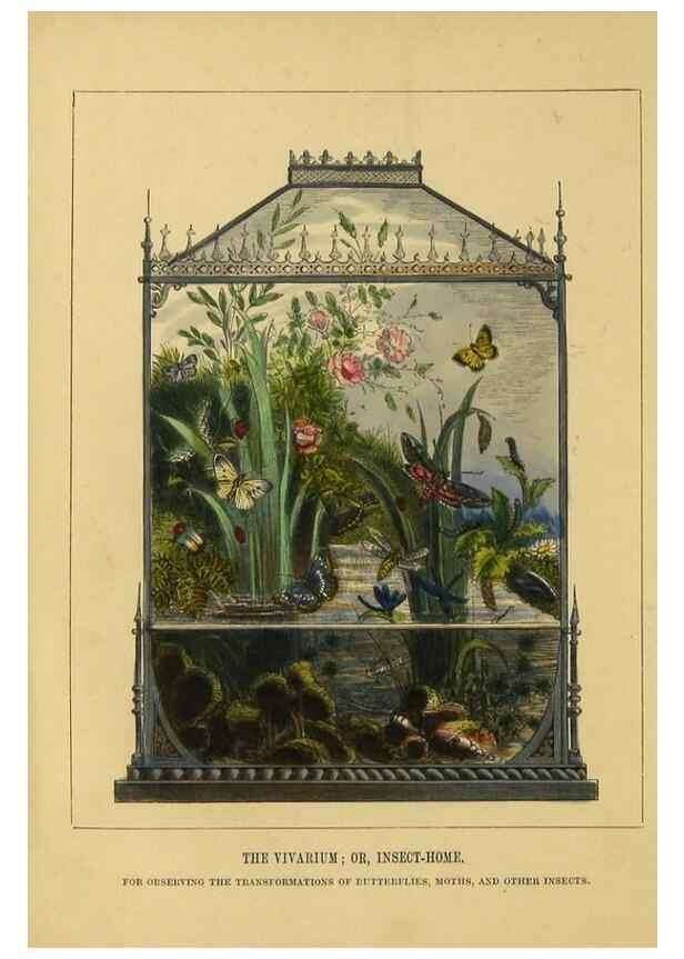 Reproducción/Reproduction 9445804504: The butterfly vivarium;. London,W. Lay,1858.