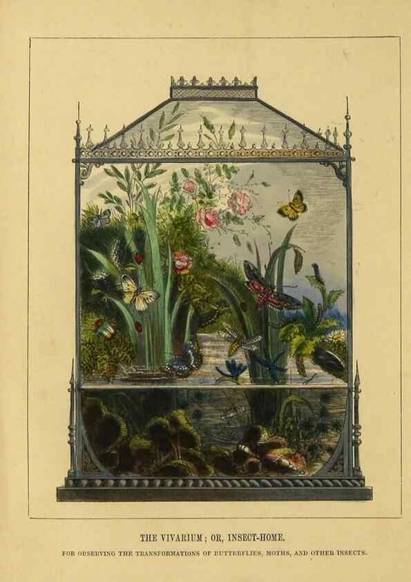 Reproducción/Reproduction 9445804504: The butterfly vivarium;. London,W. Lay,1858.