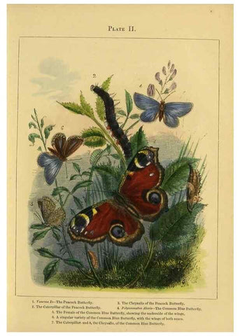 Reproducción/Reproduction 9445805744: The butterfly vivarium;. London,W. Lay,1858.