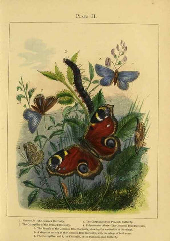Reproducción/Reproduction 9445805744: The butterfly vivarium;. London,W. Lay,1858.
