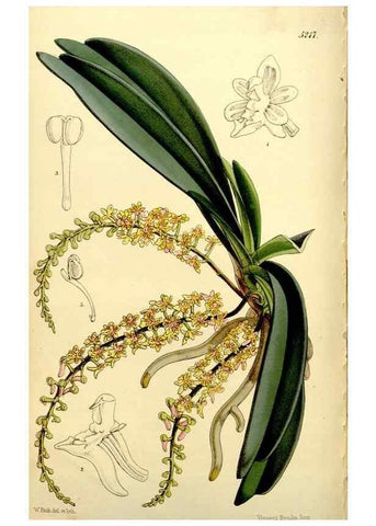 Reproducción/Reproduction 9441937853: Curtis's botanical magazine.. London ;New York [etc.] :Academic Press [etc.]