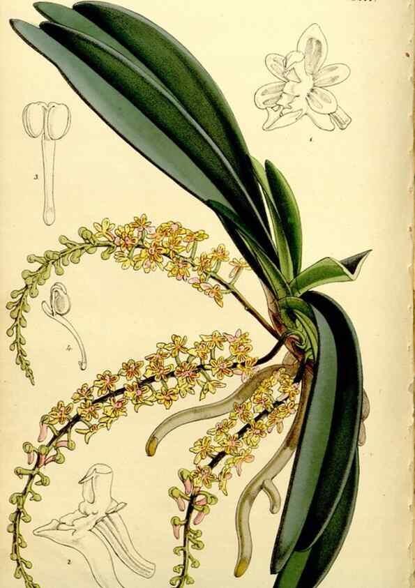 Reproducción/Reproduction 9441937853: Curtis's botanical magazine.. London ;New York [etc.] :Academic Press [etc.]