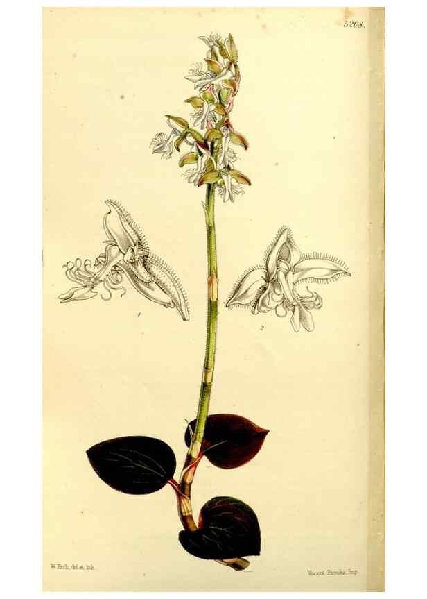 Reproducción/Reproduction 9444705972: Curtis's botanical magazine.. London ;New York [etc.] :Academic Press [etc.]