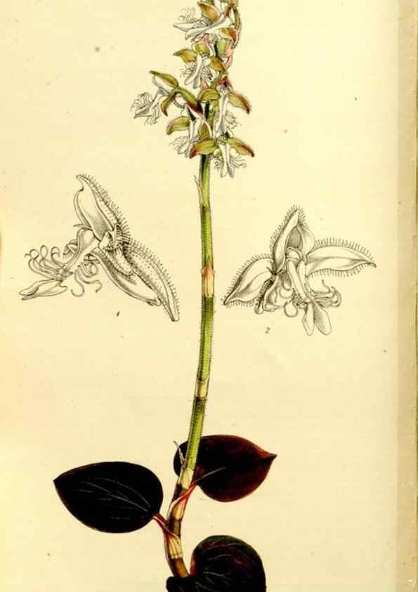 Reproducción/Reproduction 9444705972: Curtis's botanical magazine.. London ;New York [etc.] :Academic Press [etc.]