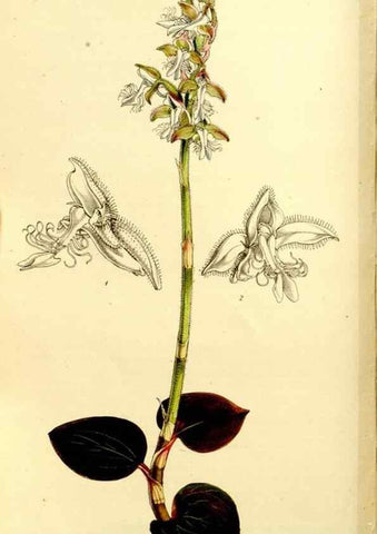 Reproducción/Reproduction 9444705972: Curtis's botanical magazine.. London ;New York [etc.] :Academic Press [etc.]