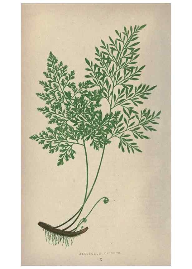 Reproducción/Reproduction 9465868218: Our native ferns, or, A history of the British species and their varieties /. London :Groombridge,1865-1867.