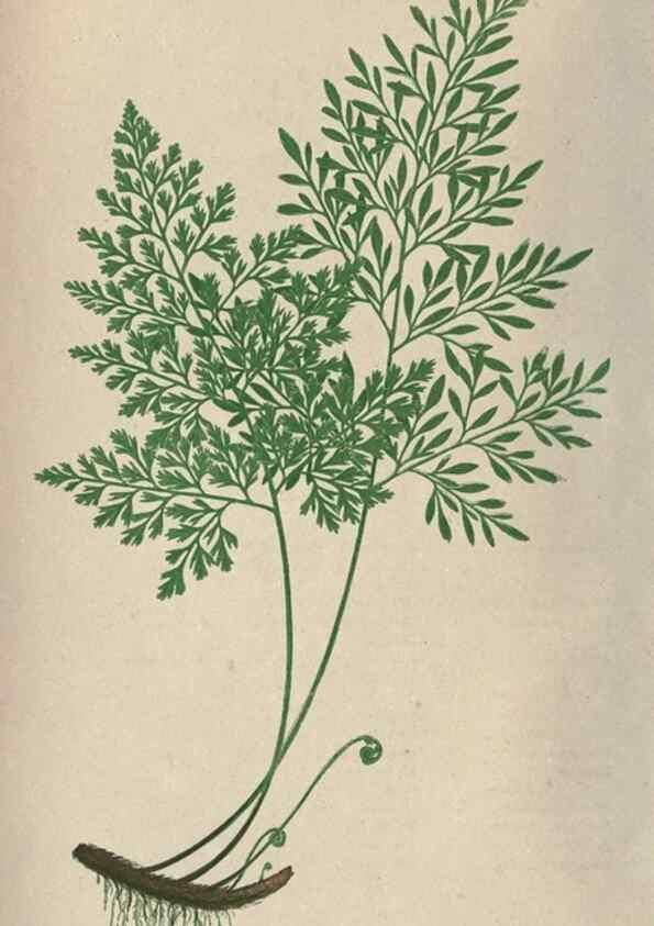 Reproducción/Reproduction 9465868218: Our native ferns, or, A history of the British species and their varieties /. London :Groombridge,1865-1867.