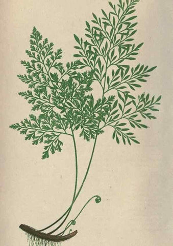 Reproducción/Reproduction 9465868218: Our native ferns, or, A history of the British species and their varieties /. London :Groombridge,1865-1867.