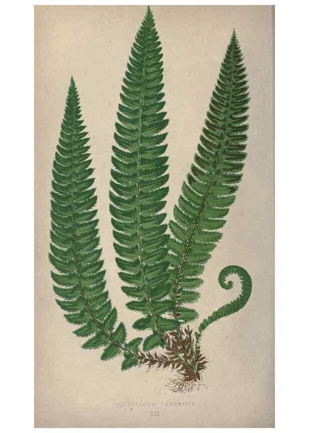 Reproducción/Reproduction 9463089891: Our native ferns, or, A history of the British species and their varieties /. London :Groombridge,1865-1867.