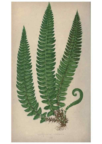 Reproducción/Reproduction 9463089891: Our native ferns, or, A history of the British species and their varieties /. London :Groombridge,1865-1867.