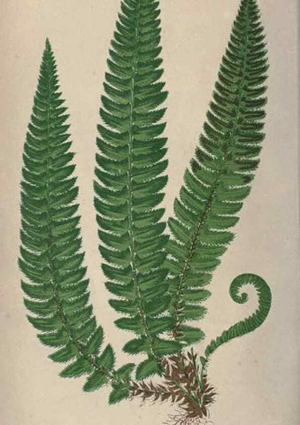 Reproducción/Reproduction 9463089891: Our native ferns, or, A history of the British species and their varieties /. London :Groombridge,1865-1867.