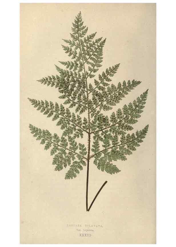 Reproducción/Reproduction 9463129163: Our native ferns, or, A history of the British species and their varieties /. London :Groombridge,1865-1867.