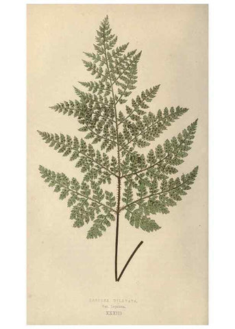 Reproducción/Reproduction 9463129163: Our native ferns, or, A history of the British species and their varieties /. London :Groombridge,1865-1867.