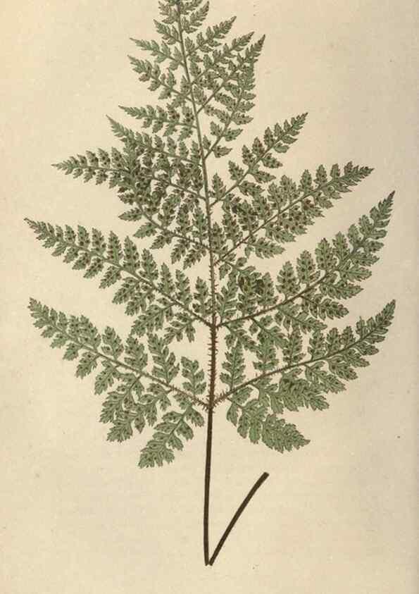 Reproducción/Reproduction 9463129163: Our native ferns, or, A history of the British species and their varieties /. London :Groombridge,1865-1867.
