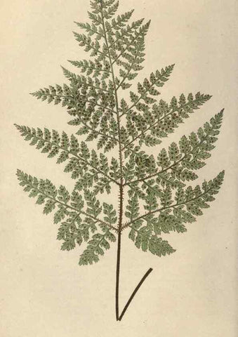 Reproducción/Reproduction 9463129163: Our native ferns, or, A history of the British species and their varieties /. London :Groombridge,1865-1867.