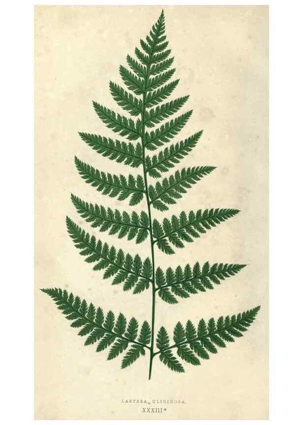 Reproducción/Reproduction 9463130839: Our native ferns, or, A history of the British species and their varieties /. London :Groombridge,1865-1867.