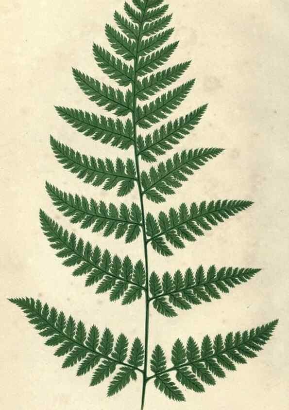 Reproducción/Reproduction 9463130839: Our native ferns, or, A history of the British species and their varieties /. London :Groombridge,1865-1867.