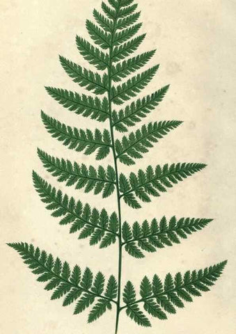 Reproducción/Reproduction 9463130839: Our native ferns, or, A history of the British species and their varieties /. London :Groombridge,1865-1867.