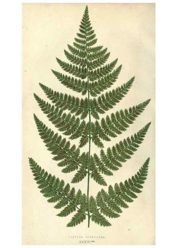 Reproducción/Reproduction 9463132349: Our native ferns, or, A history of the British species and their varieties /. London :Groombridge,1865-1867.