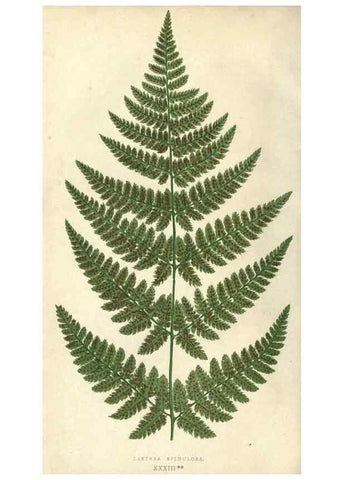 Reproducción/Reproduction 9463132349: Our native ferns, or, A history of the British species and their varieties /. London :Groombridge,1865-1867.