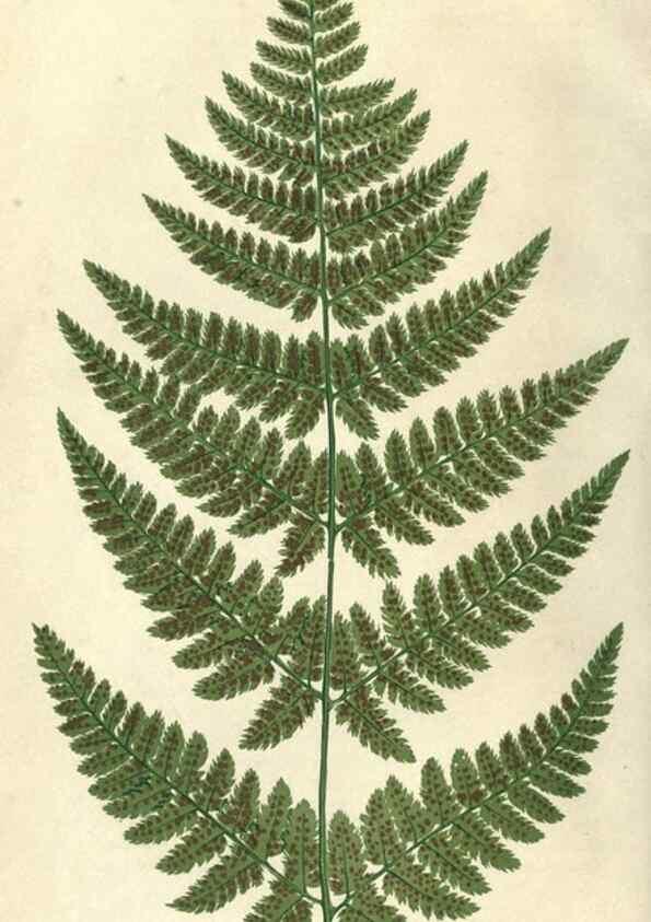 Reproducción/Reproduction 9463132349: Our native ferns, or, A history of the British species and their varieties /. London :Groombridge,1865-1867.