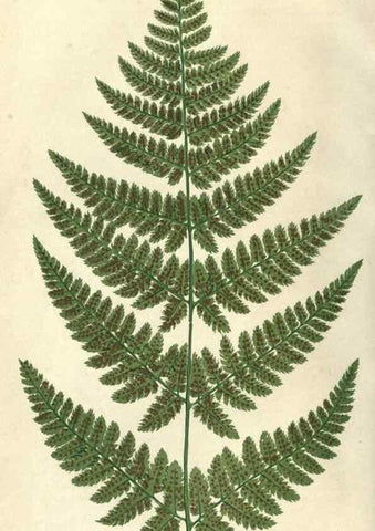 Reproducción/Reproduction 9463132349: Our native ferns, or, A history of the British species and their varieties /. London :Groombridge,1865-1867.