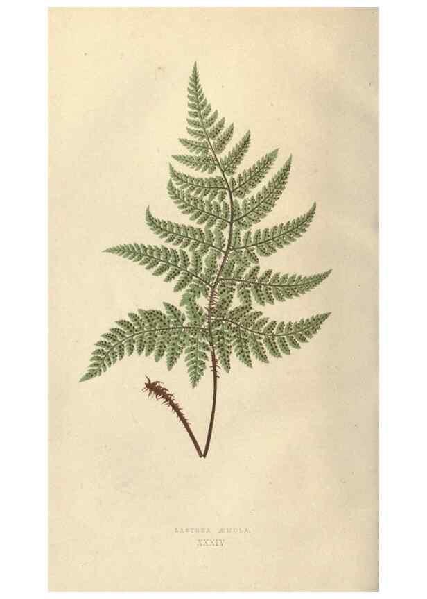 Reproducción/Reproduction 9463134153: Our native ferns, or, A history of the British species and their varieties /. London :Groombridge,1865-1867.