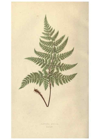Reproducción/Reproduction 9463134153: Our native ferns, or, A history of the British species and their varieties /. London :Groombridge,1865-1867.