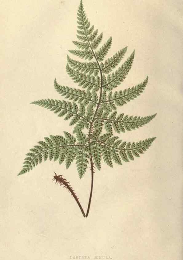 Reproducción/Reproduction 9463134153: Our native ferns, or, A history of the British species and their varieties /. London :Groombridge,1865-1867.