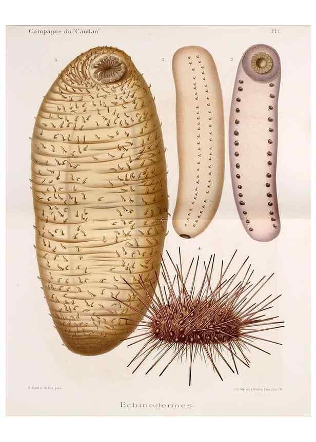 Reproducción/Reproduction 9464699277: Résultats scientifiques de la campagne du ""Caudan"" dans le Golfe de Gascogne, août-septembre 1895 /. Paris :Masson,1896.
