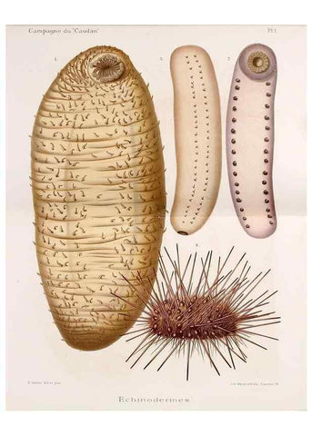 Reproducción/Reproduction 9464699277: Résultats scientifiques de la campagne du ""Caudan"" dans le Golfe de Gascogne, août-septembre 1895 /. Paris :Masson,1896.