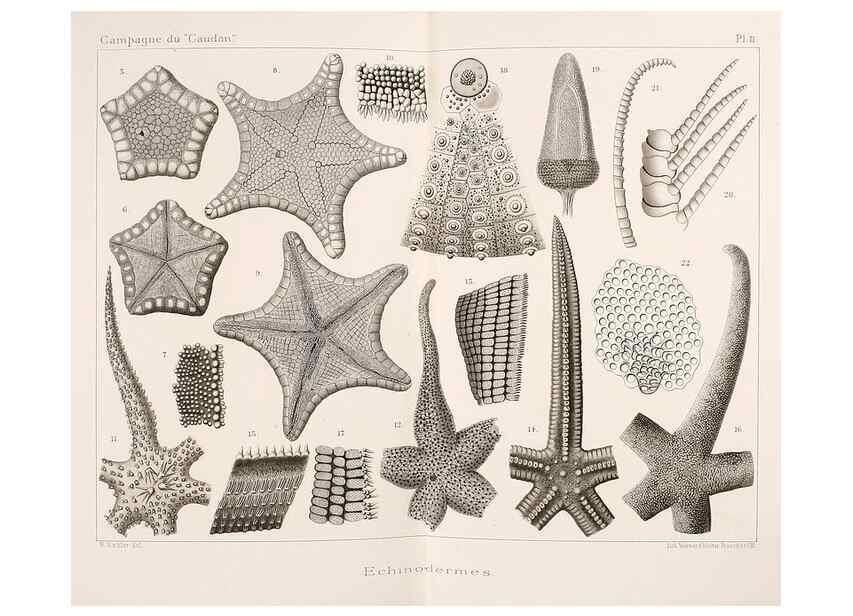 Reproducción/Reproduction 9464702675: Résultats scientifiques de la campagne du ""Caudan"" dans le Golfe de Gascogne, août-septembre 1895 /. Paris :Masson,1896.